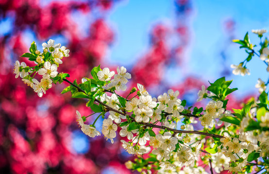 flowers of apple tree on a bulr background