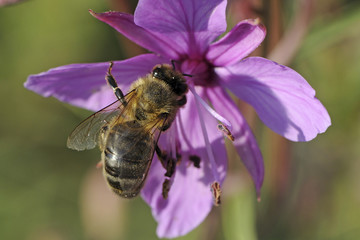 Apis mellifera / Abeille domestique