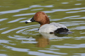 Aythya ferina / Fuligule milouin