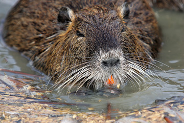 Myocastor coypus / Ragondin / Coypu / Nutria