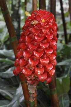 Tapeinochilus ananassae / Fleur Ananas