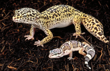 Eublepharis macularius / Gecko léopard