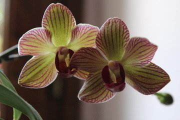 orchidea bicolore