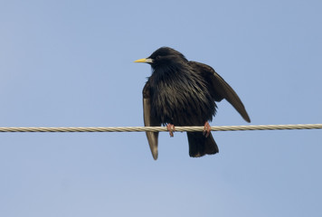 Sturnus unicolor / Etourneau unicolore