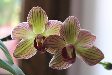 orchidea bicolore