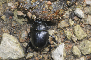 Geotrupes stercorarius / Bousier / Géotrupe stercoraire