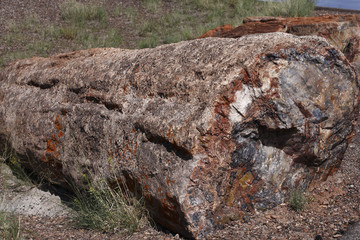 Forêt Pétrifiée / Arizona / USA