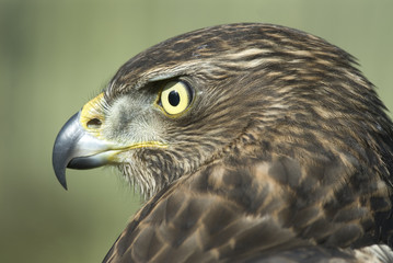 Accipiter gentilis / Autour des palombes