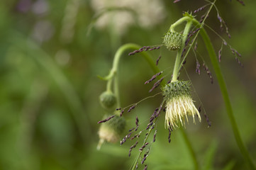 Cirsium erisithales / Cirse glutineux / Cirse érisithale