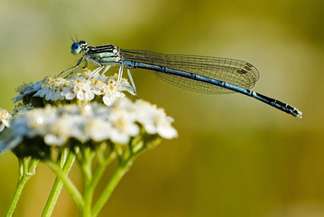 Platycnemis pennipes / Agrion à larges pattes