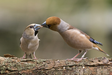 Coccothraustes coccothraustes / Grosbec casse noyaux