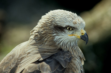 Milvus milvus / Milan royal