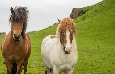 Obraz premium Icelandic horse in natural environment