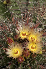 Ferocactus herrerae
