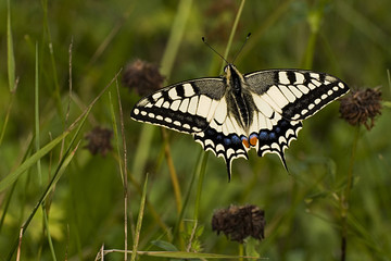 Papilio machaon / Machaon / Grand porte queue