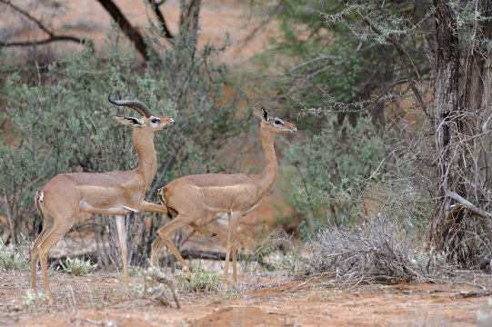  Gazelle De Waller Images Browse 59 Stock Photos Vectors And Video 