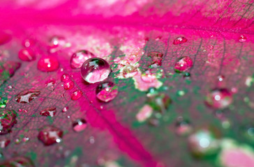 Macro of colorful Caladium leaf  with raindrops as background and texture