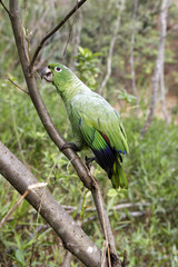Amazona farinosa / Amazone poudrée