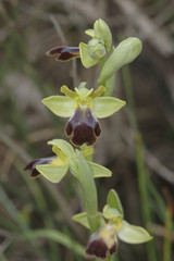 Ophrys fusca / Ophrys brun
