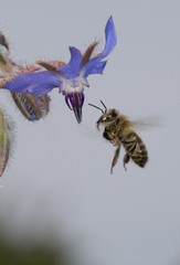 Abeille domestique sur Bourrache officinale