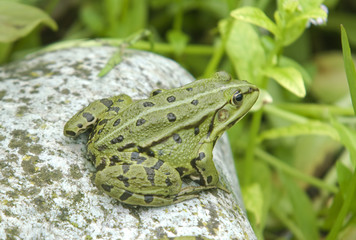 Rana lessonae / Petite grenouille verte / Grenouille de Lessona
