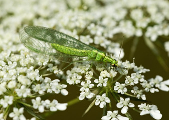 Chrysopa carnea / Chrysope