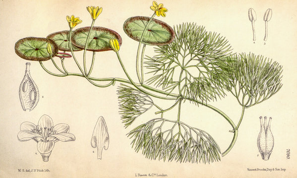 Illustration botanique / Cabomba aquatica