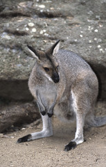 Naklejka na ściany i meble Wallabia canguru / Wallaby à belle face