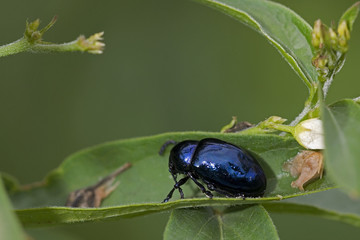 Agelastica alni / Galéruque de l'aulne