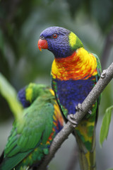 Trichoglossus haematodus / Loriquet à tête bleue