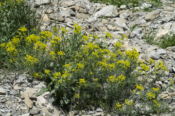 Euphorbia cyparissias / Euphorbe petit cyprès
