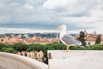 seagull on roman monument 