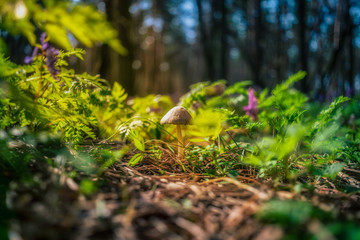 Flowers and plants - nature of Ukraine. Ukraine was blessed with many species of flora and fauna.