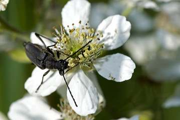 Leptura nigra / Lepture noire