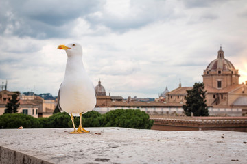 seagull in Rome 