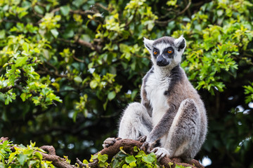 Fototapeta premium Ring-tailed lemur in a tree