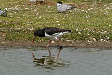 Haematopus ostralegus / Huîtrier pie