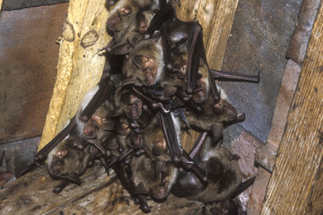 Myotis myotis / Grand Murin