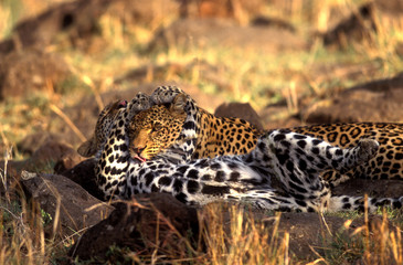 Panthera pardus shortridgei / Léopard / Panthère