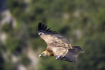 Gyps fulvus / Vautour fauve