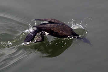 Phalacrocorax carbo / Grand cormoran