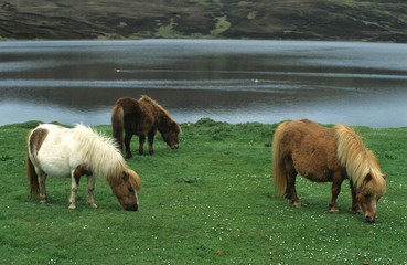 Poney des Shetland