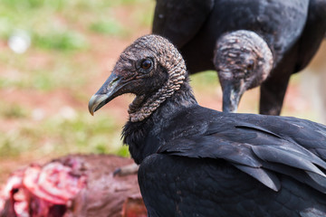 Black Vulture in front of its meal