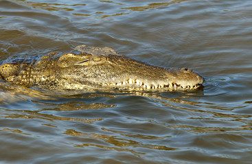 Crocodylus niloticus madagascariensis / Crocodile de Madagascar