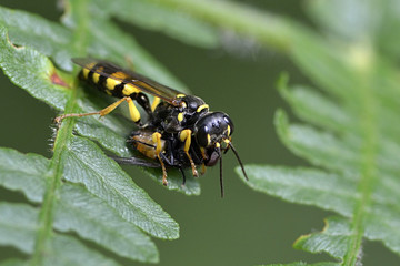 Mellinus arvensis / Melline des champs