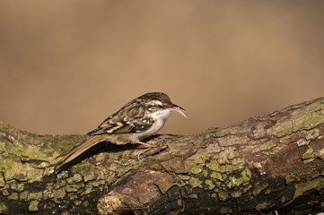 Certhia familiaris/ Grimpereau des bois