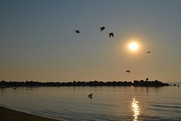 Seagulls flying over Black Sea