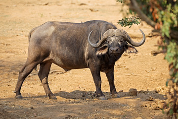 African buffalo (Syncerus caffer) in natural habitat, Kruger National Park, South Africa.