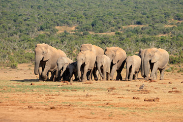 Herd of African elephants (Loxodonta africana) in natural habitat, Addo Elephant National Park, South Africa.
