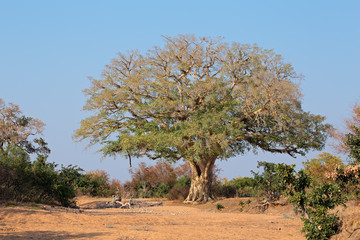 Large African wild fig tree (Ficus spp.), Kruger National Park, South Africa.